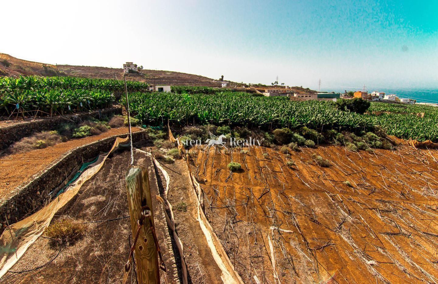 Finca — Adeje — photo 4