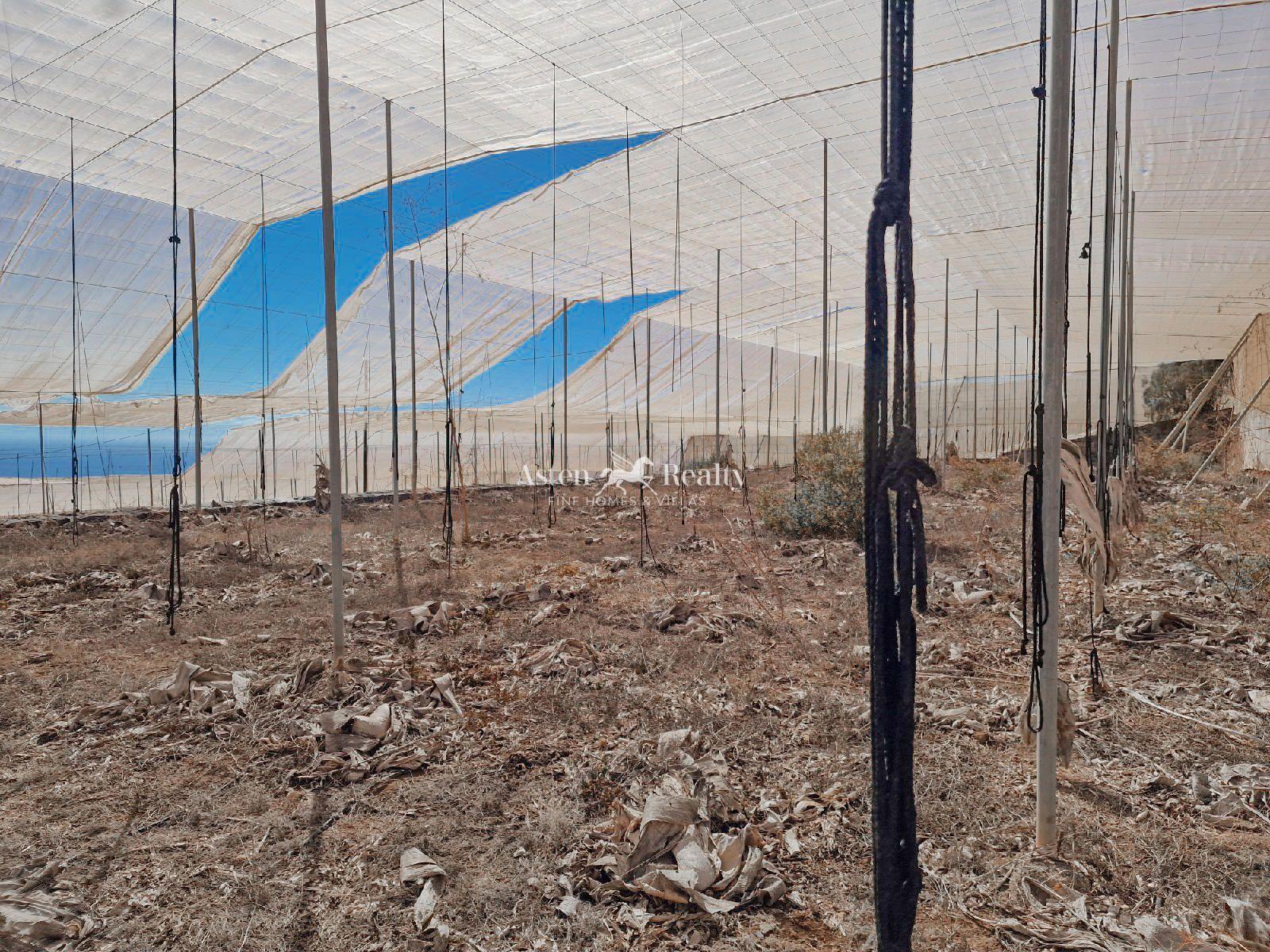 Finca — Guía de Isora — foto 3