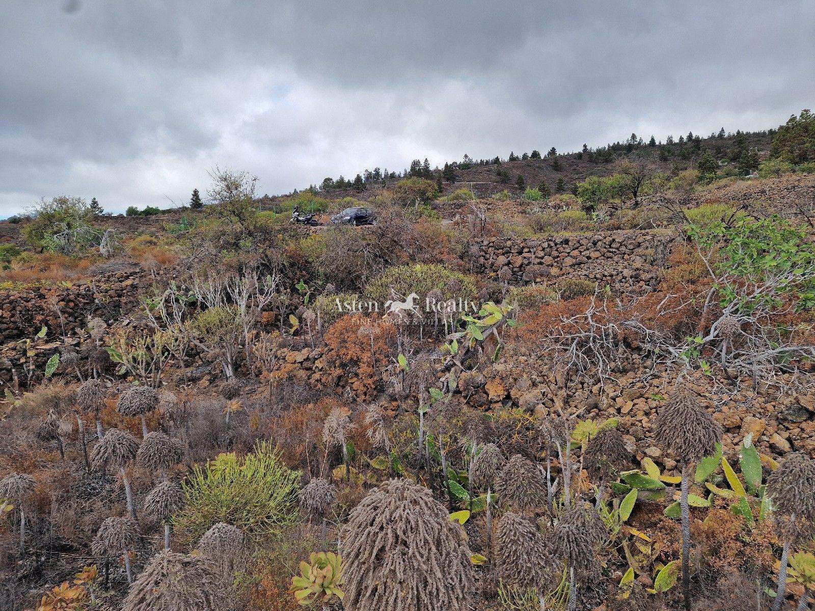 Finca — Chío, Guía de Isora — foto 4